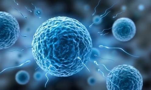 科學(xué)家發(fā)現(xiàn),卵子會(huì)偏愛某些人精細(xì)胞,這些人卻并不一定是伴侶